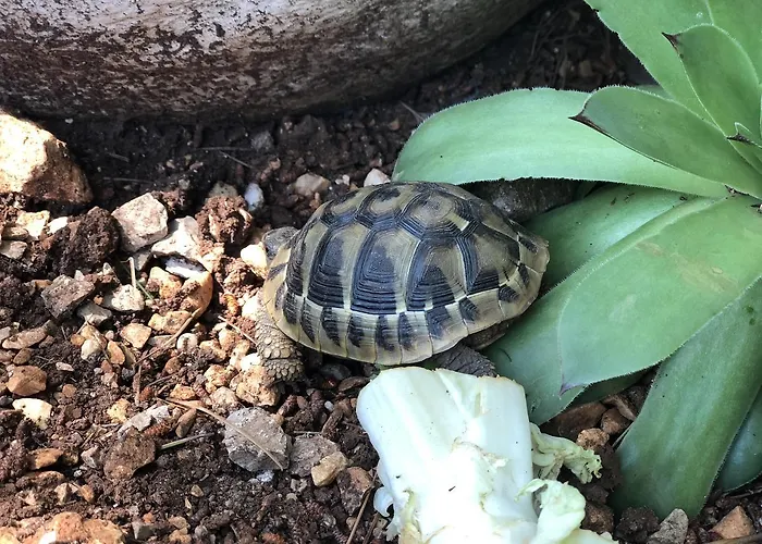 Camp Marina פארק נופש *